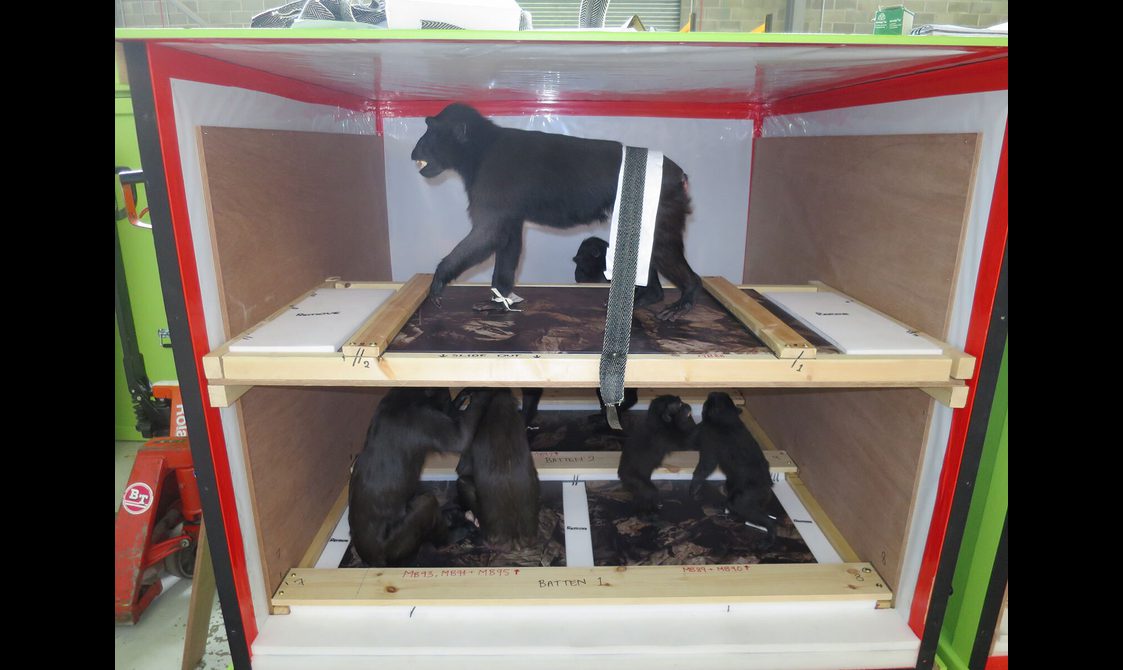 Primate taxidermy specimens strapped into a storage crate for transport.